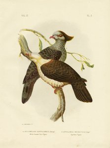 Piccione fruttato dalla testa bianca da Gracius Broinowski